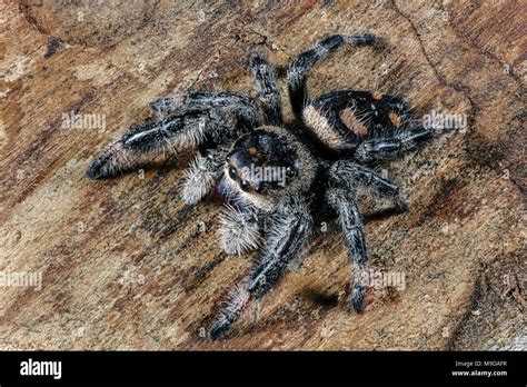 Close Up Of A Regal Jumping Spider Phidippus Regius Stock Photo Alamy