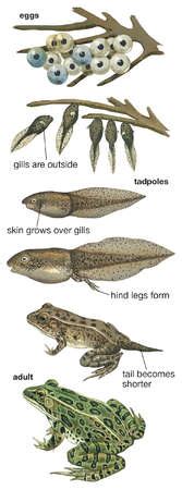 Stock Illustration - Metamorphosis of leopard frog from egg, to tadpole, to adult