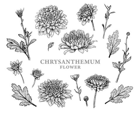 15 Thousand Chrysanthemum Collection Royalty Free Images Stock Photos