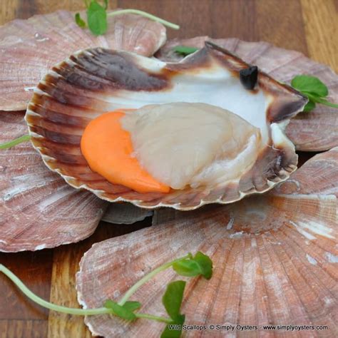 Buy Live Scallops Online Live Scallops M Xl Uk Delivery