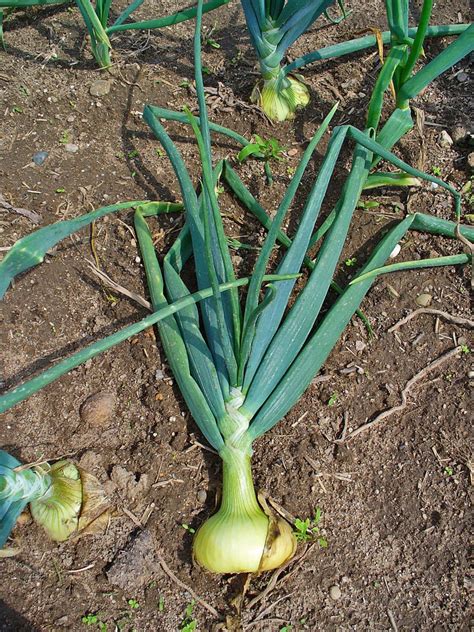 Allium cepa (Green onion, Onion, Onions, Scallion, Shallot, Spring onion) | North Carolina ...