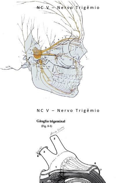 Nervo Trigemeo Pdf Anatomia Humana Cabeça E Pescoço Humano