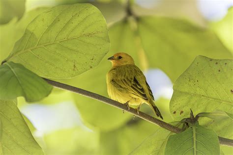 Sicalis Flaveola Saffron Finch Male Thraupidae Abraa Flickr