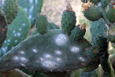 Cultivo Y Cuidados De La Tunera O Nopal En La Huerta La Huertina De Toni