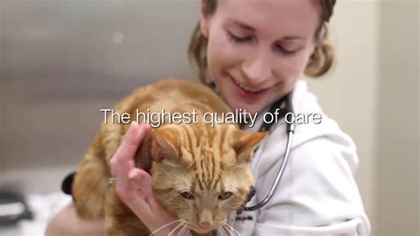 Giving Your Pet The Highest Quality Of Life Union Lake Veterinary