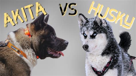 Akitas Vs Huskies The Best Snow Breed The Akita Life