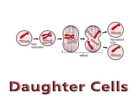 Daughter Cells Education Elite Zone