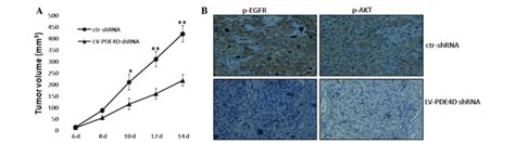Knockdown Of PDE4D Inhibits Tumor Growth Of NPC Cells In Nude Mice A