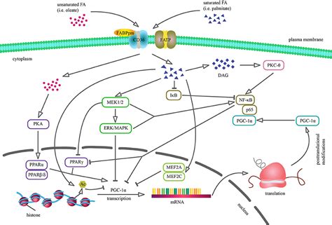 Frontiers The Implication Of Pgc 1α On Fatty Acid Transport Across