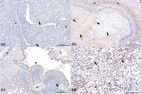 Mycoplasma Bovis And Viral Agents Associated With The Development Of