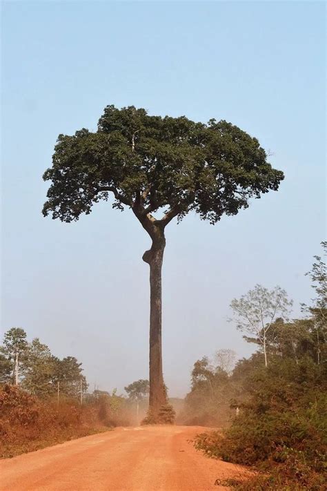 Pin De Arnaldo Artigas Em Rvores Arbustos Arvores Nativas Do Brasil