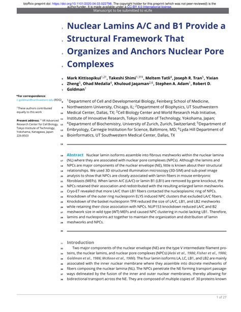 PDF Nuclear Lamins A C And B1 Provide A Structural Framework That