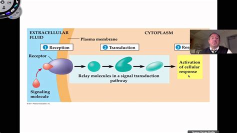 Signal Transduction Pathway