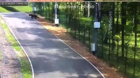 Des ours sont apparus dans les rues de Krasnoïarsk Des patrouilles