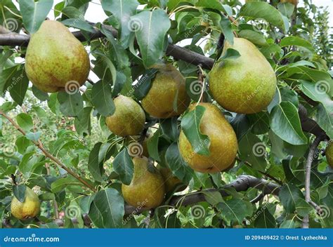 Pears Ripen On The Tree Branch Stock Photo Image Of Fresh Crop