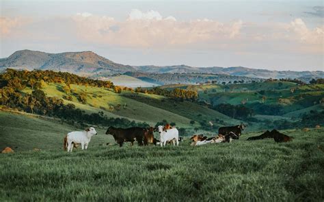 595 Ranch Names for Your Property or Livestock Business