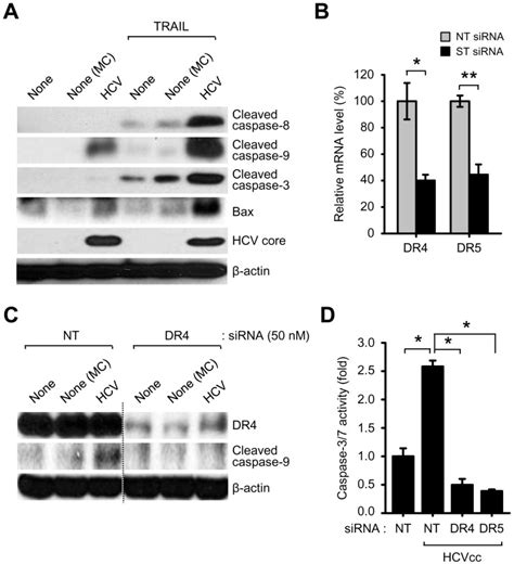 A Western Blot Analysis Of Bax And Cleaved Caspase 8 Caspase 9 And