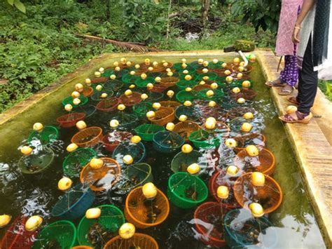 Kerala Farmer Grew Pearls In Buckets