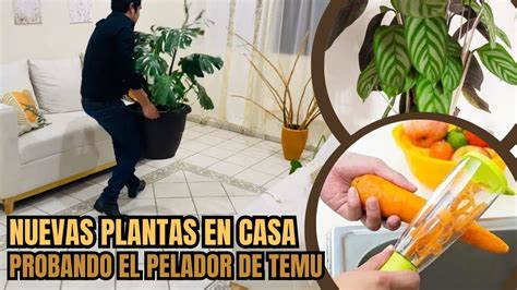 Me Regalaron Todas Estas Plantas Para La Casa 🪴🏡 ️ Youtube