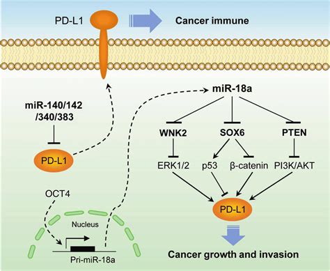 Proposed Model For Pdl1 Induction In Cc Loss Of Mir 140 142 340 383