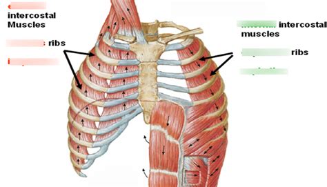 Muscles Of Respiration Diagram Quizlet