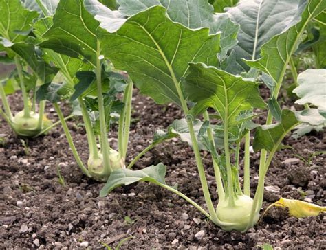 Kohlrabi On The Garden Bed Stock Image Image Of Agriculture 25713385