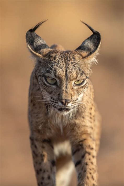 Lince Ibérico Lynx pardinus S O S Guía de boas prácticas agrárias