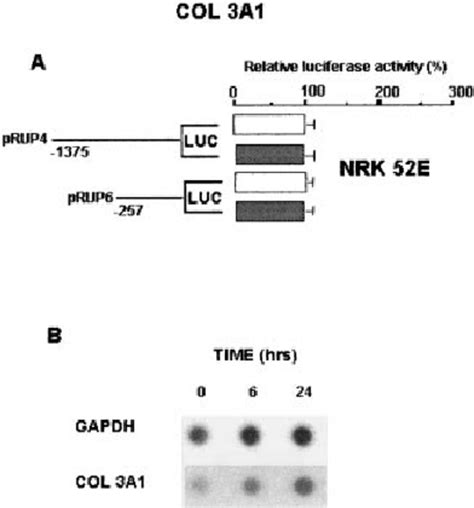 E Ff Ect Of Tgf B On Col A Promoter In Tubular Epithelial Nrk E