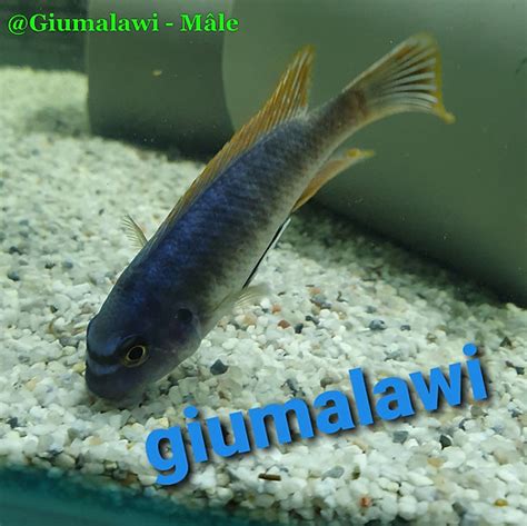 Labeotropheus Fuelleborni Chiwi Rocks Malawi Cichlids