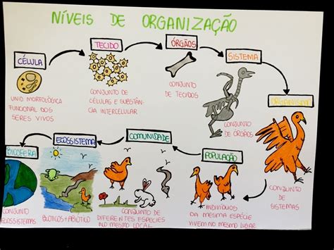 Mapas Mentais Sobre Organiza O Dos Seres Vivos Study Maps