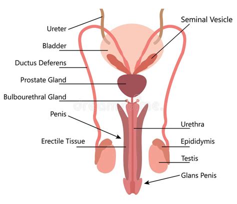 Diagramme Masculin De Vecteur D Appareil Reproducteur Illustration De