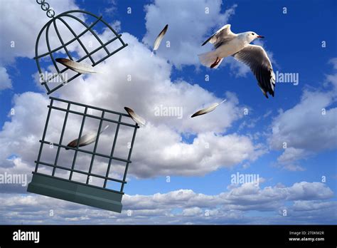 Freedom Bird Flying Out Of Cage Into Sky Stock Photo Alamy