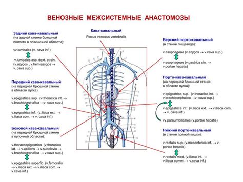 Функциональная анатомия венозной системы. Венозные анастомозы ...