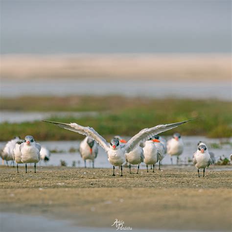 Mannar Sri Lanka Biodiversity