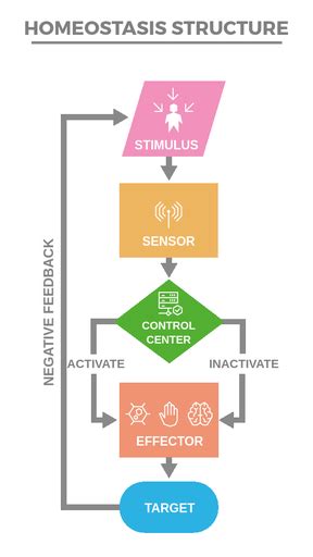 6 Activities To Teach Homeostasis