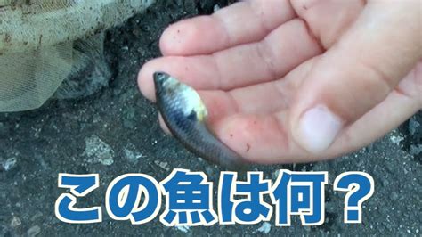 田んぼの用水路で生き物をたくさんつかまえました Youtube