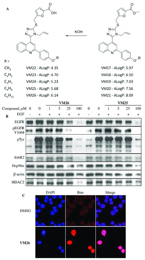 Targeted Protein Degradation In Cancer Cells With Heterocyclic