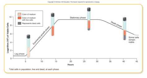 L05 - Microbial Growth Flashcards | Quizlet 