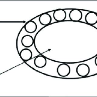 Simplified Diagram Illustrating Different Layers Of The Ovary