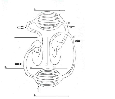 Label The Circulatory System Diagram Quizlet