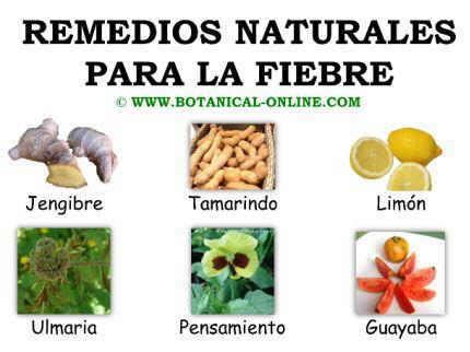 Plantas Medicinales Como Remedio Para La Fiebre Botanical Online