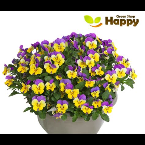 Horned Pansy John Jump Up Helen Mount Seeds Viola Cornuta