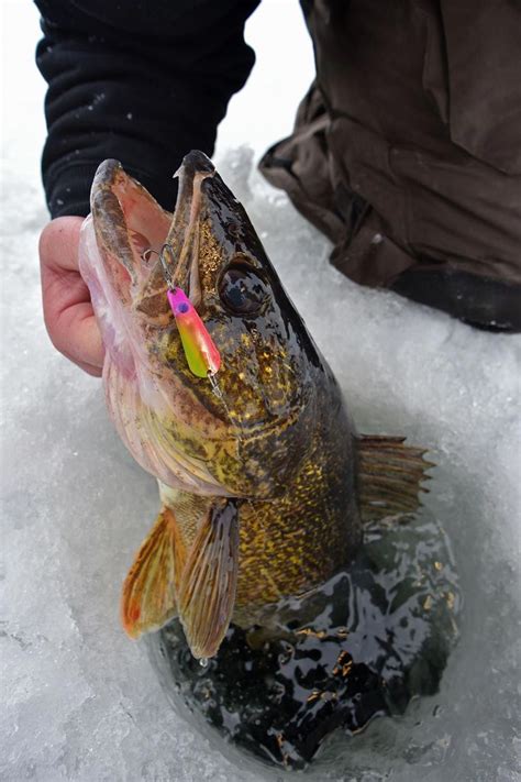 Best Ice Fishing Walleye Baits Ever In Fisherman Ice Fishing