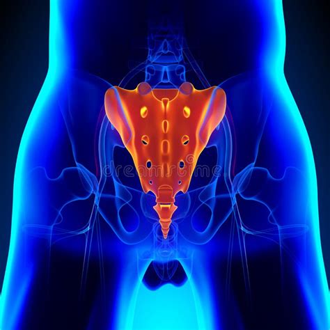 Sacrum Coccyx Bone Anatomy with Ciculatory System Stock Illustration ...