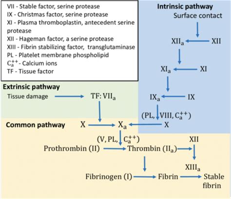 Coagulation Cascade Flashcards Quizlet