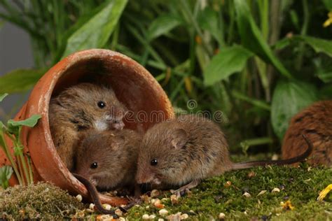 Harvest Mice in Natural Habitat Stock Image - Image of grass, looking ...