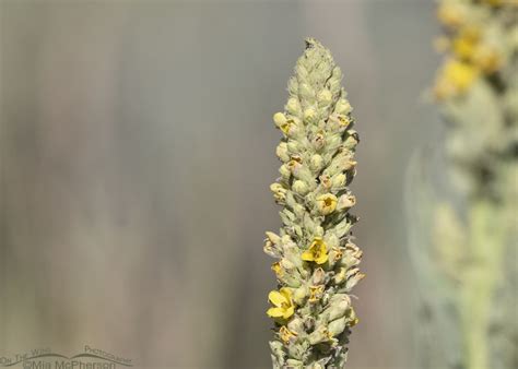 Common Mullein In Bloom Mia Mcpherson S On The Wing Photography