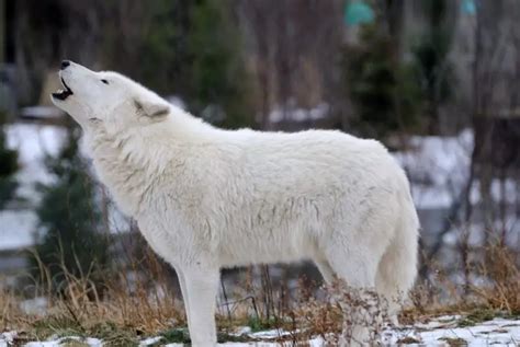 Arctic Wolf Facts | Arctic Wolf Diet & Habitat