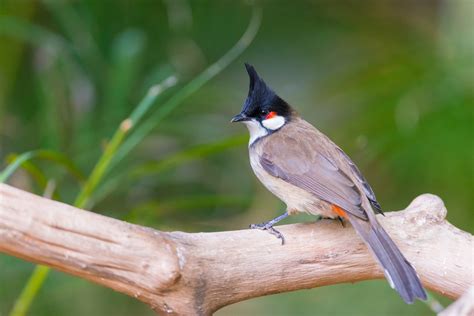 Red-whiskered Bulbul – AZ Birds