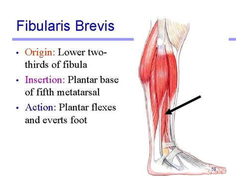 Lab Activity Group Ii Muscles Martini Chapter